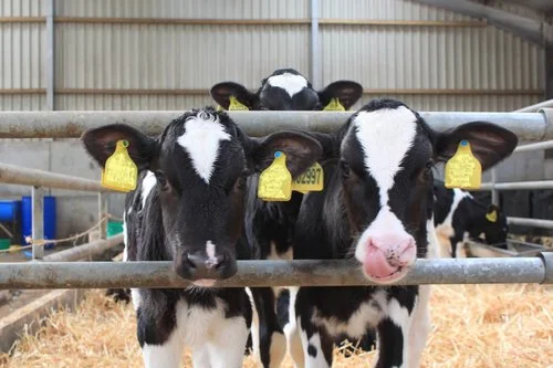 calf_fodder.jpg
