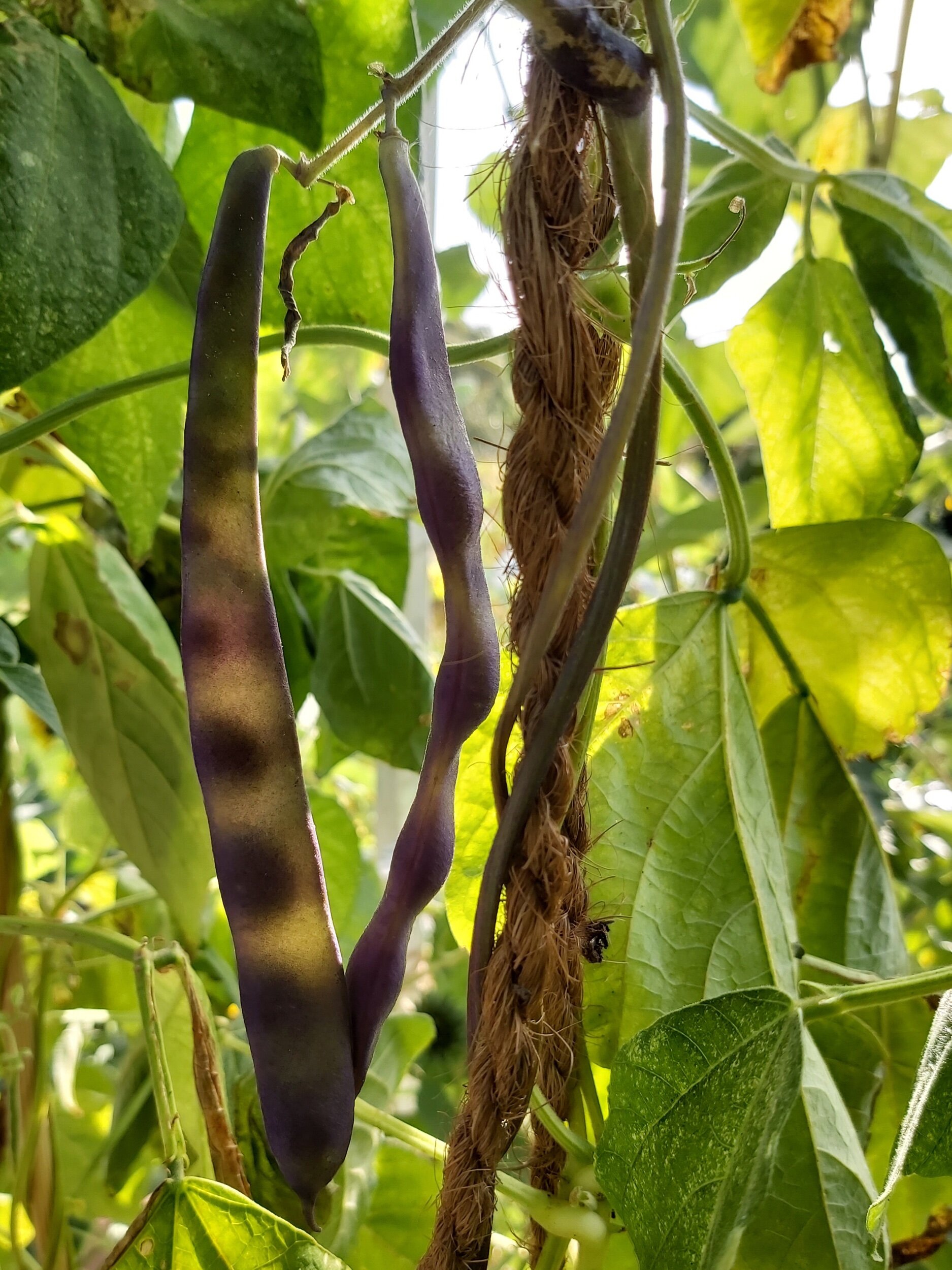 Growing South... Notes from Plot 14