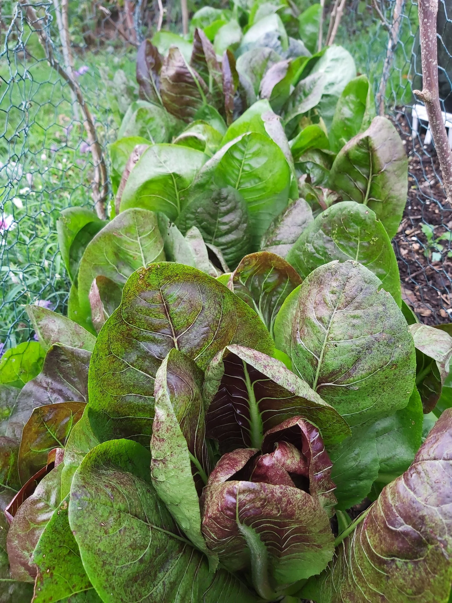 Growing South... Notes from Plot 14