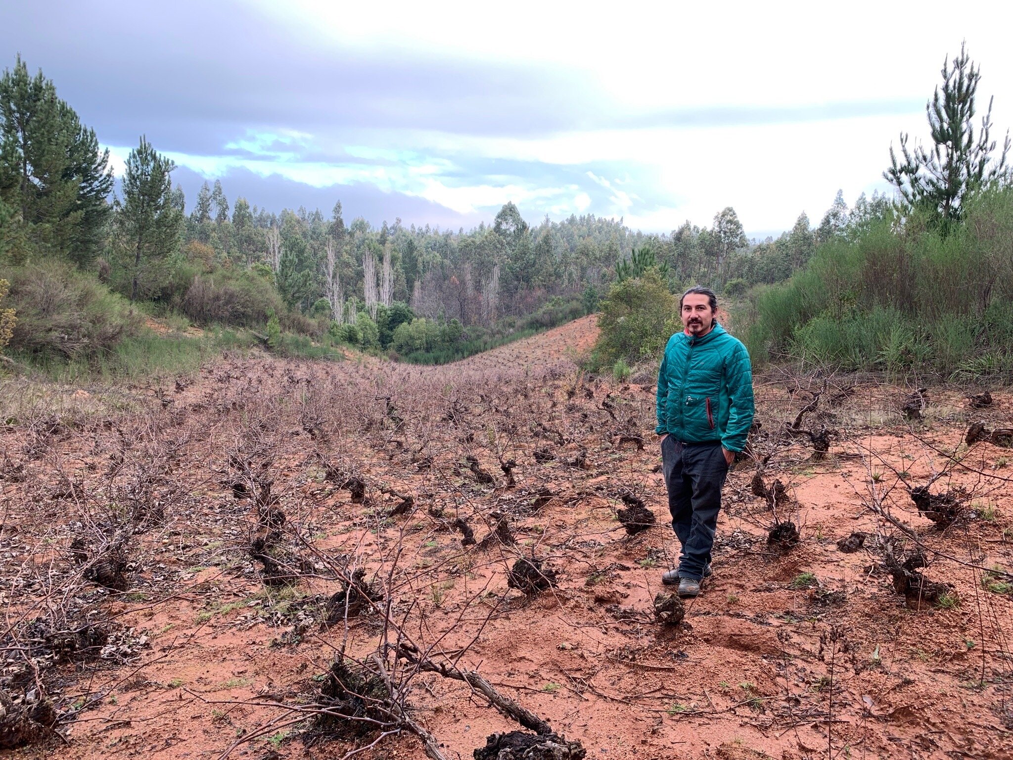 Seeing The Forest Through The Trees