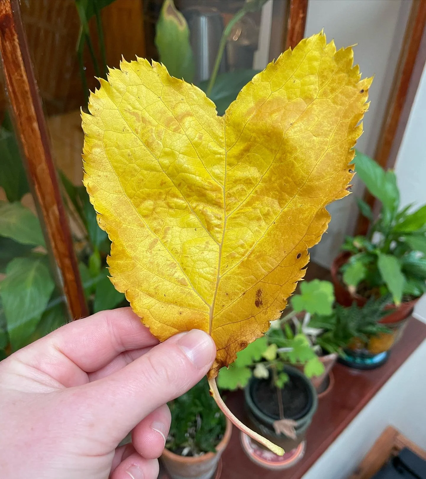 Greeting the autumn with a bifurcated cherry leaf and a reminder of two gigs I have coming up:

Friday 26th Oct @brewery_arts_kendal opening for @kimcarnie  #kendal

Friday 3rd Oct @skiddawhouseyouthhostel with @corujajones #skiddaw #britainshighesth