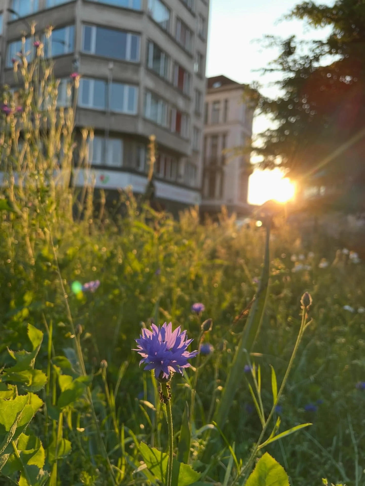 Snapshots and observations from Brussels before tour starts (tomorrow! Starting my week on a Monday - ooh la la!)

1. Looking for and finding nature in the city
2. Arrived in time to join the celebrations for Europe Day 🥲
3. A terrible photo, but I 