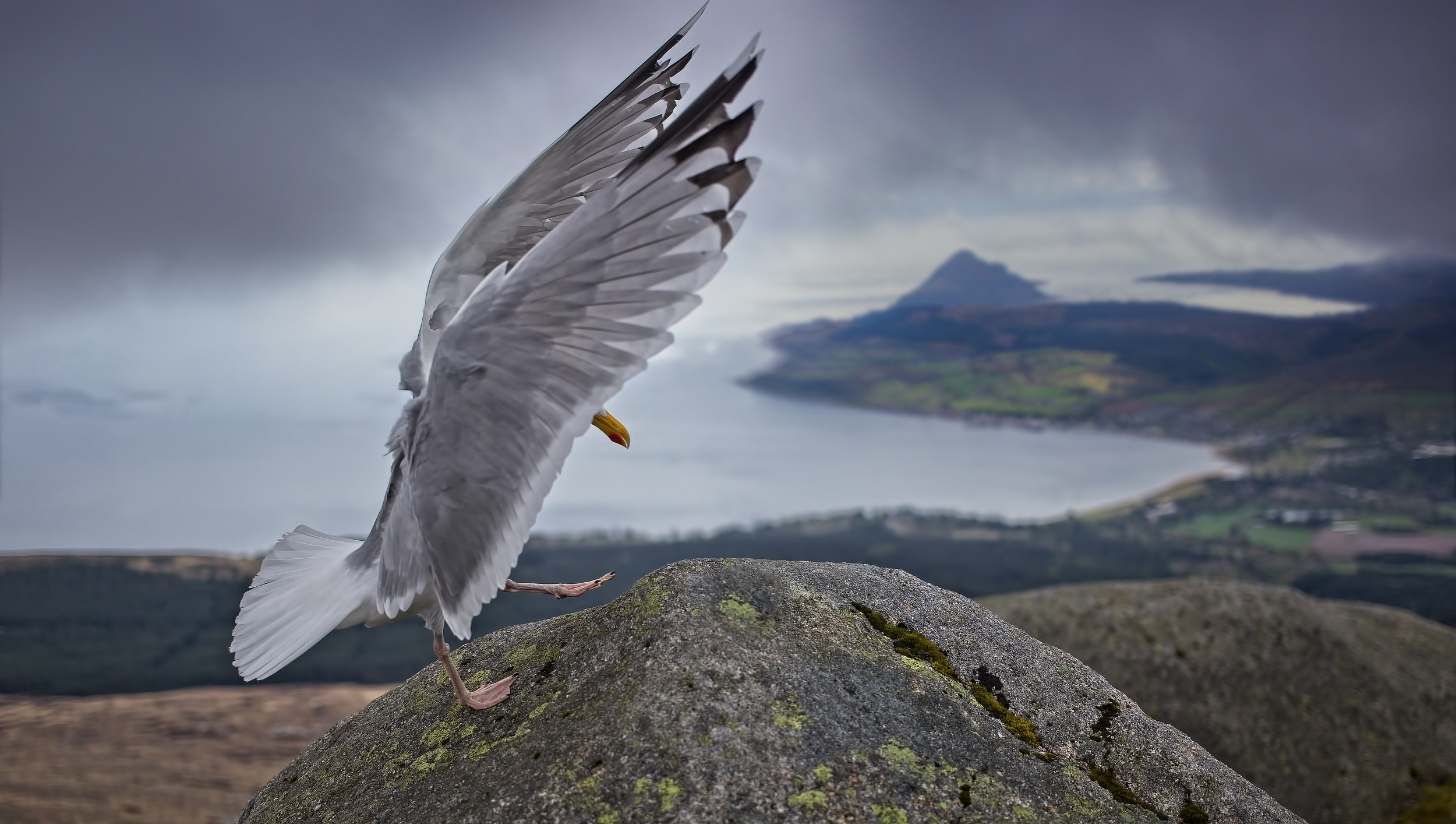 Gull on Goat Fell Summit, Arran
