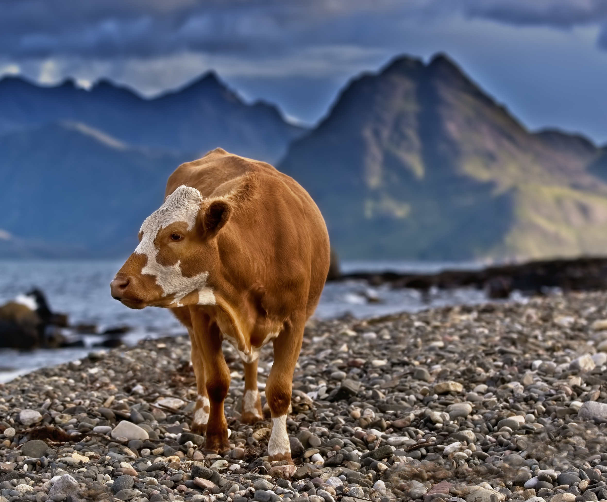 cow on the Beach, Elgol, Skye