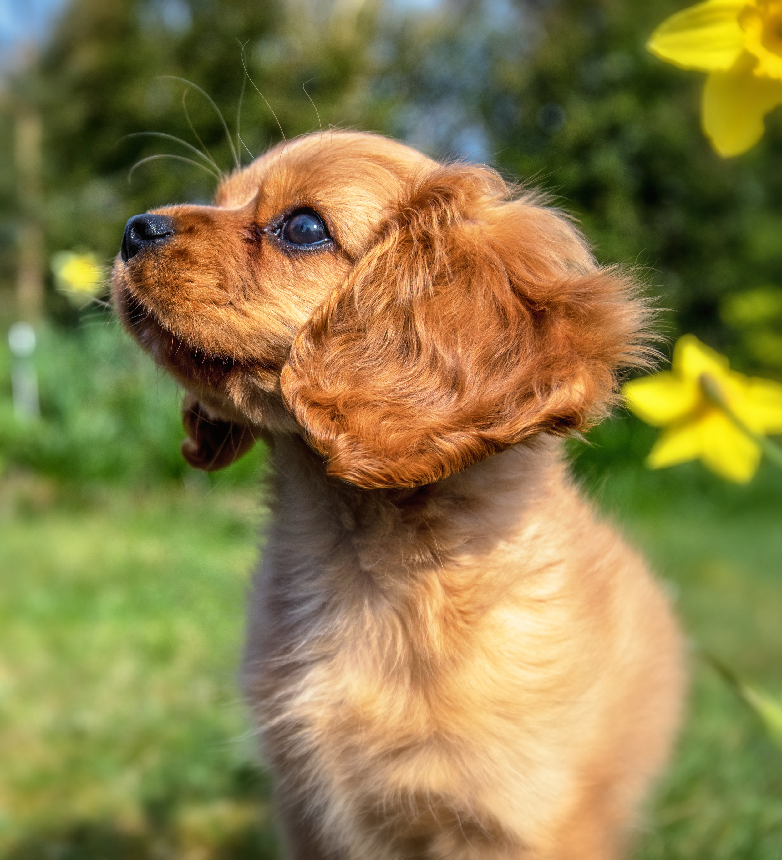 Puppy, Isle of Mull