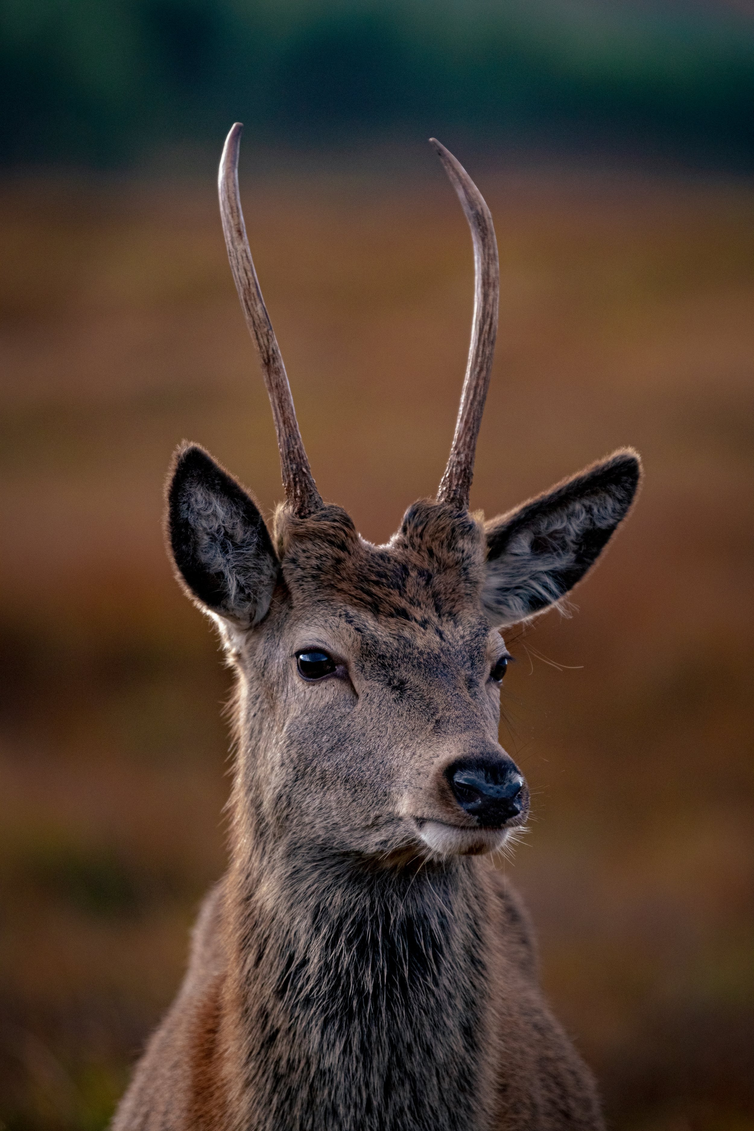 Young Red Deer Stag, Glen Etive
