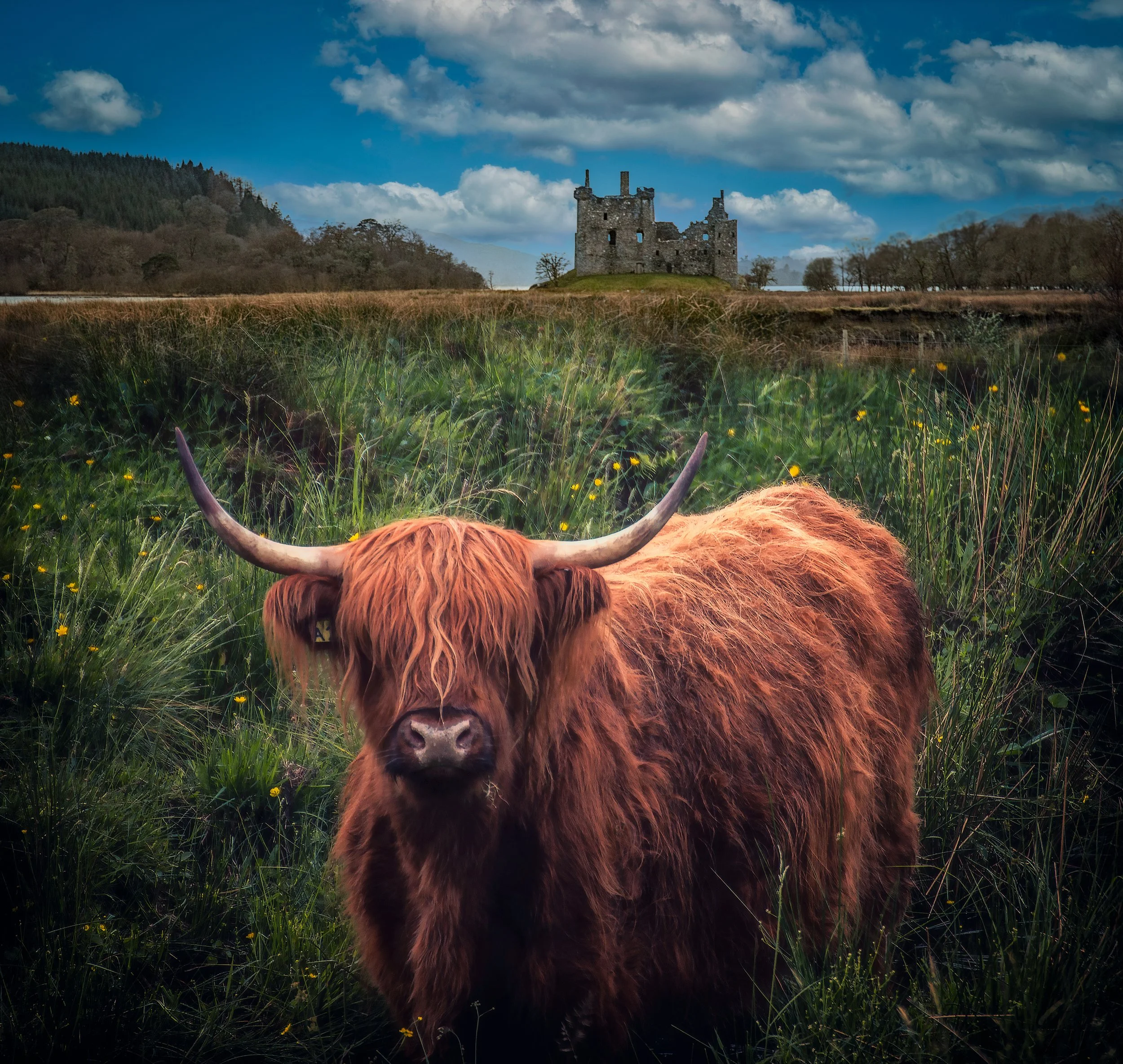 Highland Cows, Kilchurn Castle