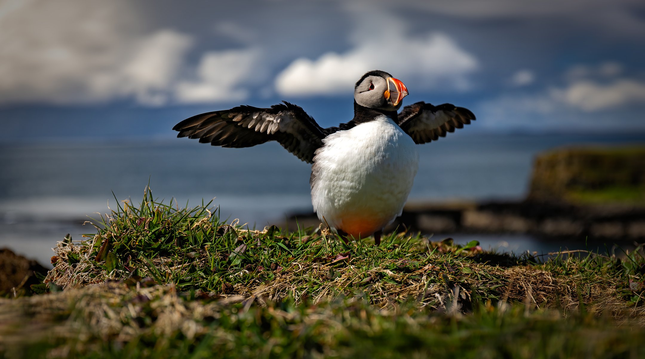 Puffin, Treshinish Isles