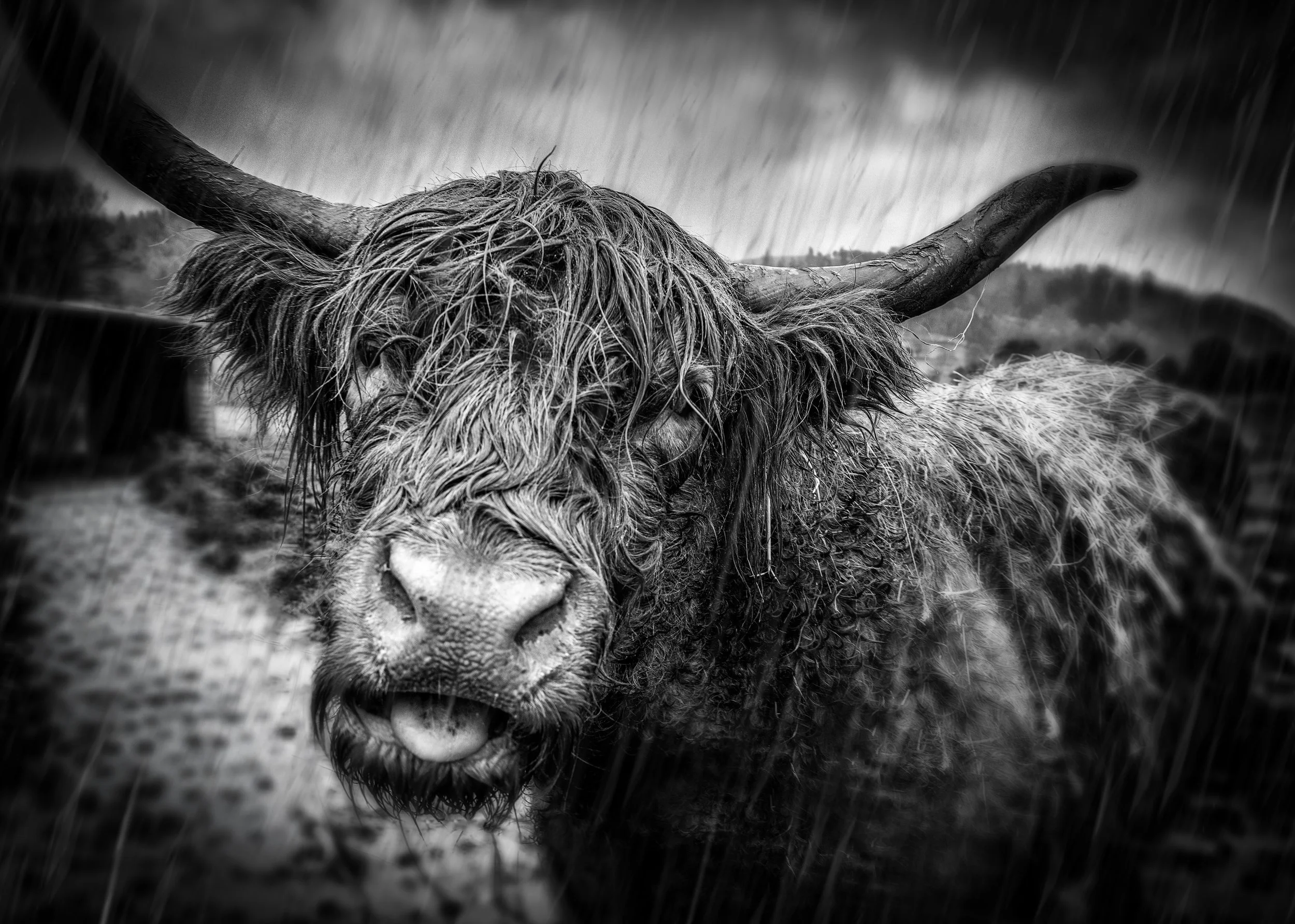 Honey the Highland Coo, Kilmahog