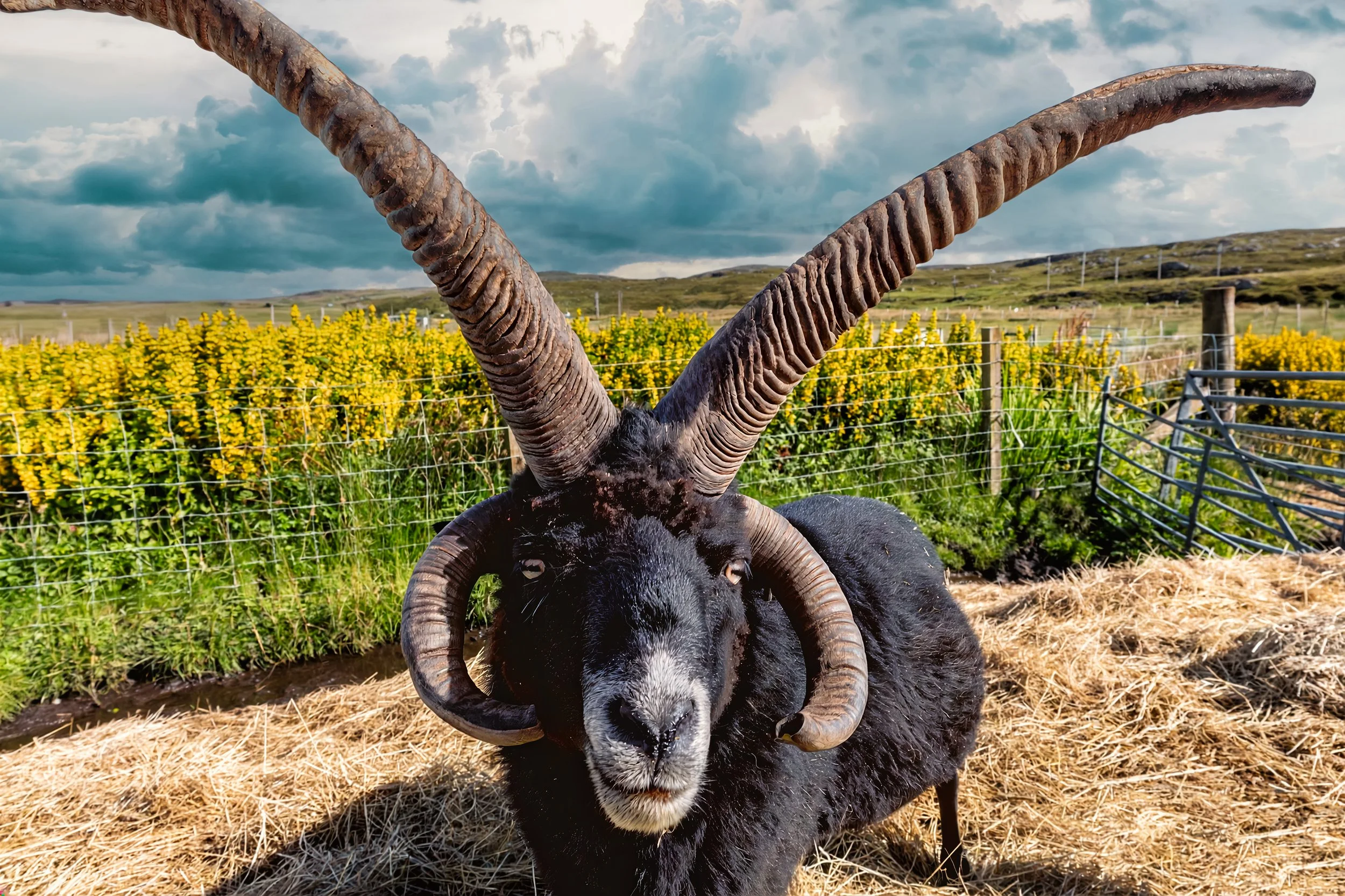 Hebridean Sheep - Callanish