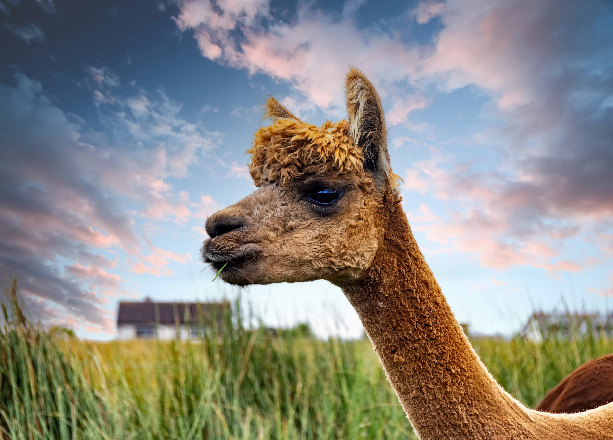 Alpaca - Callanish