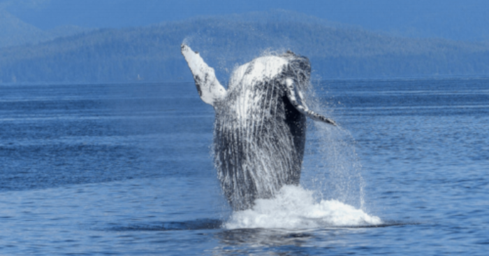 Hawaii Whale Watching.png
