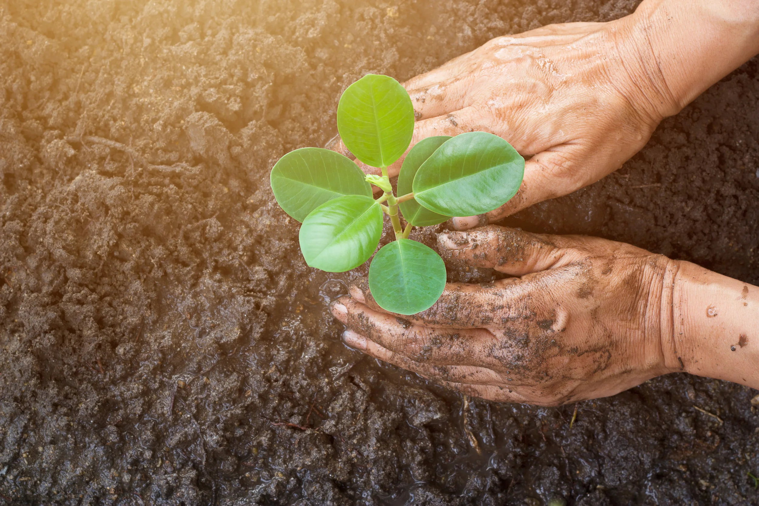 iStock-521034146.jpg
