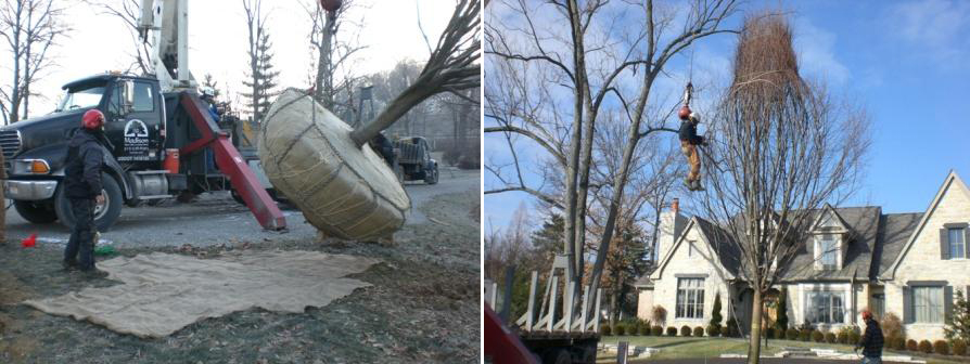 Large Tree Instillation - Before & After
