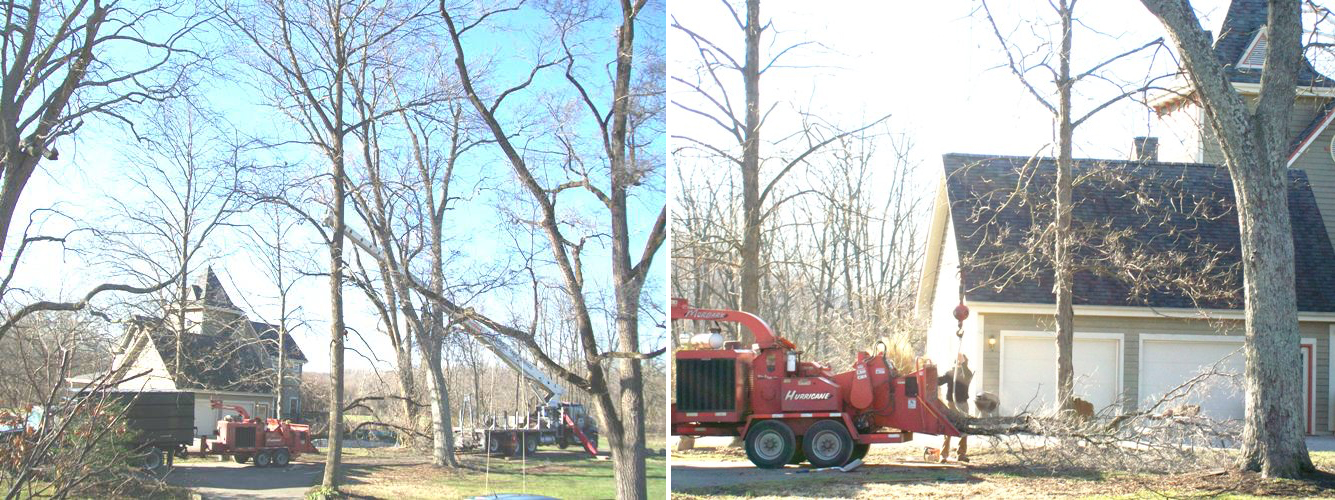 Crane Tree Removal - Before & After