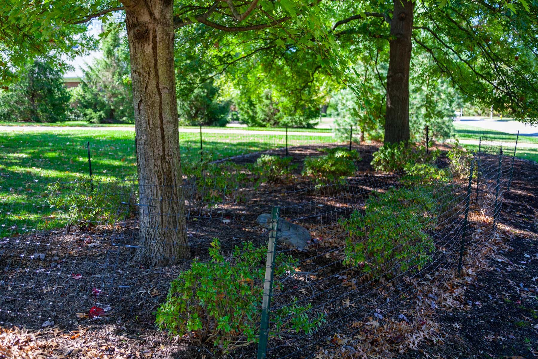 Protecting gardens &amp; young trees - 1