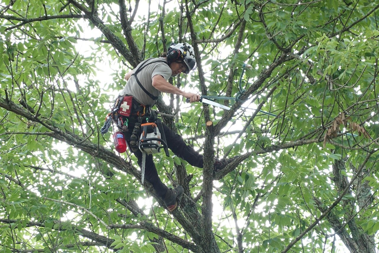 Madison Tree Trimming_08-04-2020_11-25__05.jpeg