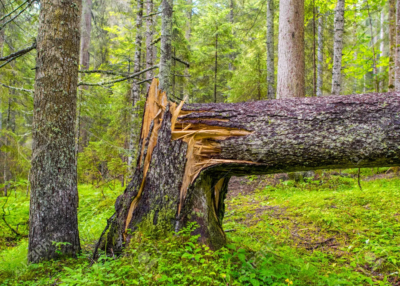 30498170-Broken-tree-in-the-mountain-woods--Stock-Photo.jpg