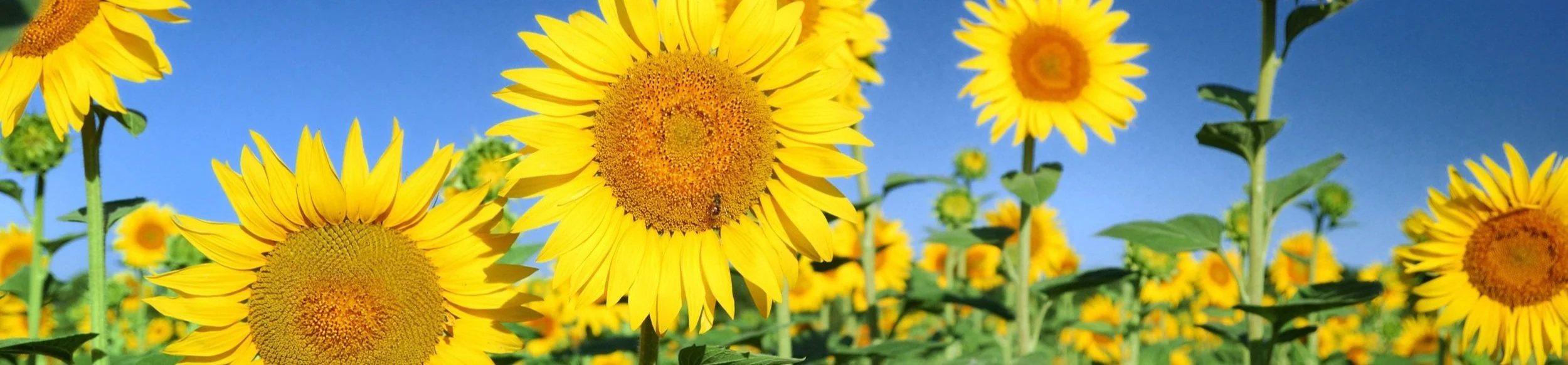 Summer_Sunflowers.jpg