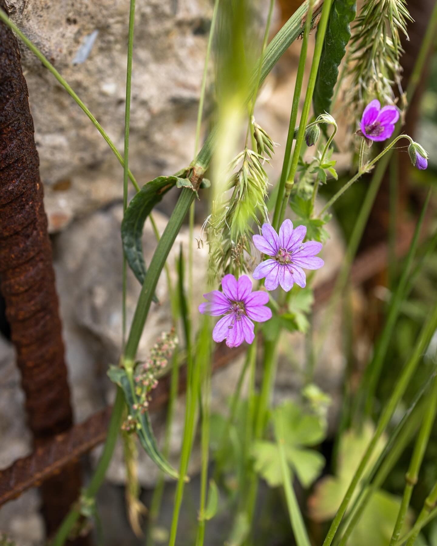 As I head up to the new @the_rhs Urban Show #rhsurbanshow I thought I would share some of the details I captured at last years Chelsea Flower Show of the Balance Garden designed by Jon &amp;Steve from @wildcitystudio 
Looking forward to this first sh