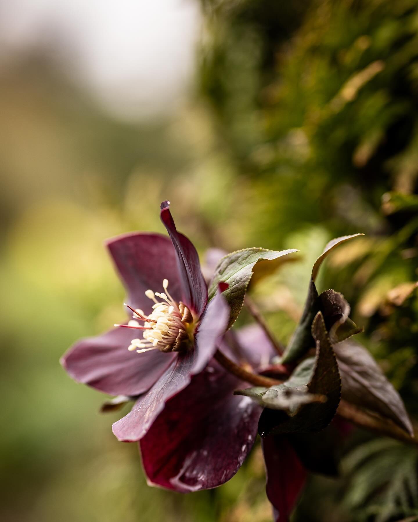 A couple of photos from my garden today on a day that is full of both highs and lows, a story of my last 18 months!

I loved how the hellebore has been forced to face the world because of how it had grown through the conifer shrub. Instead of its usu