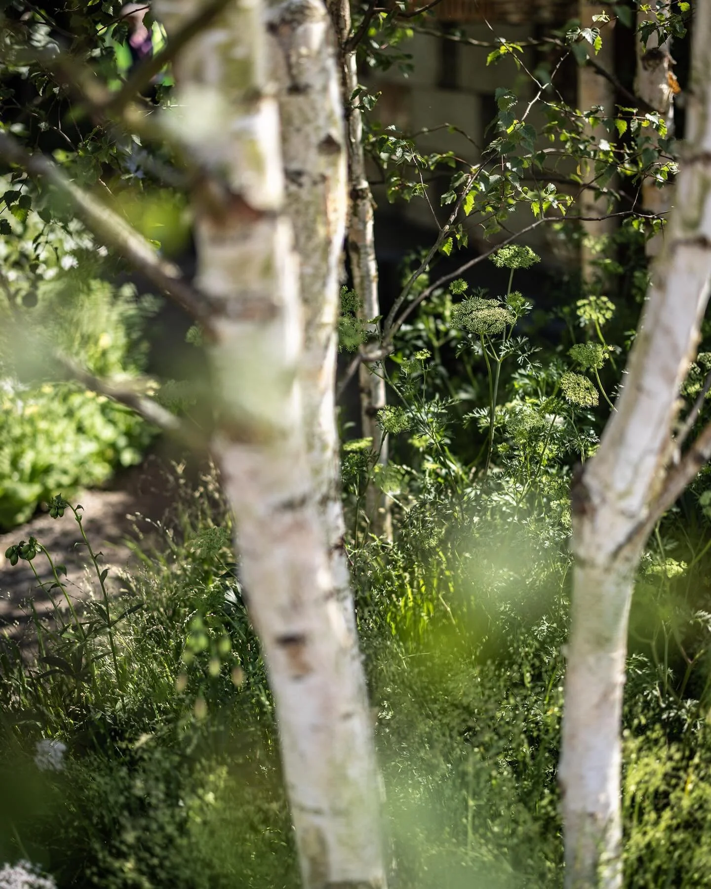 Where better to start sharing images from this year’s @the_rhs Chelsea Flower Show than with this beautiful garden designed by @ulamariastudio The Muscular Dystrophy UK Forest Bathing Garden was awarded a Gold Medal and won the prestigious Best