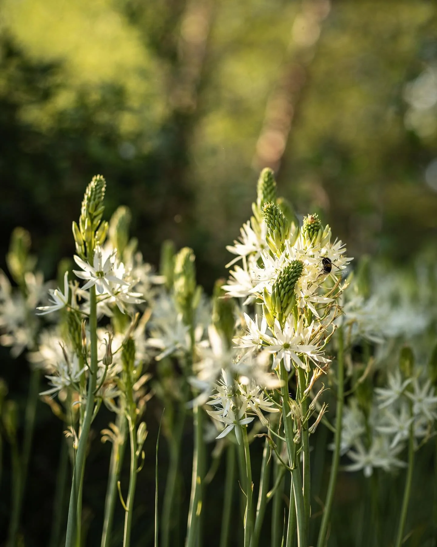 After the dust settles following @the_rhs Chelsea Flower Show there is just the task of captioning all of the hundreds of photos from the show! I alway try to do it while everything is fresh in my mind. Easier said than done though when I need to be