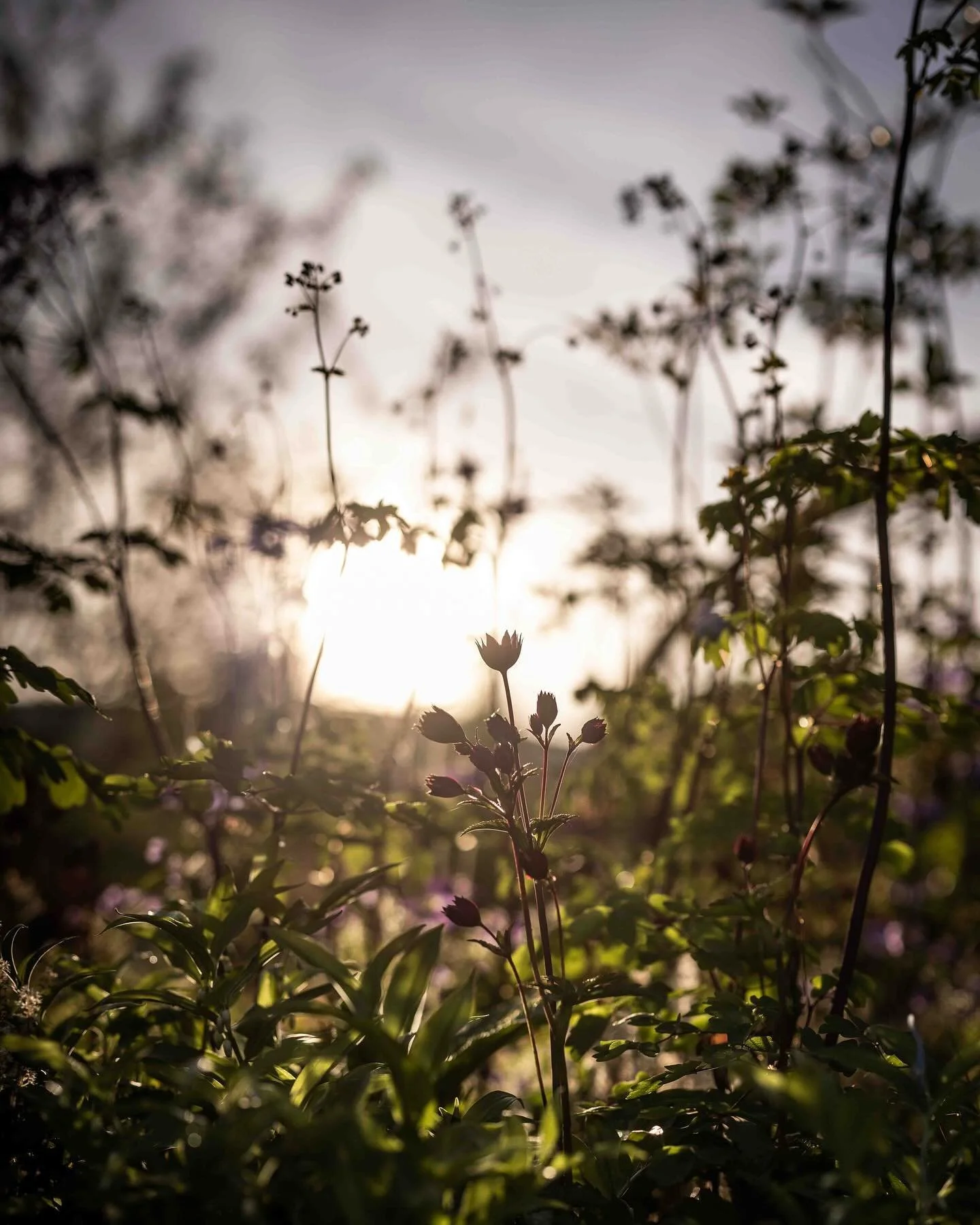 A couple of plant details from the “It doesn’t have to cost the Earth” garden I posted about yesterday.
Which is your favourite image the first one which I think captures the atmosphere of the day or swipe to see a more traditional