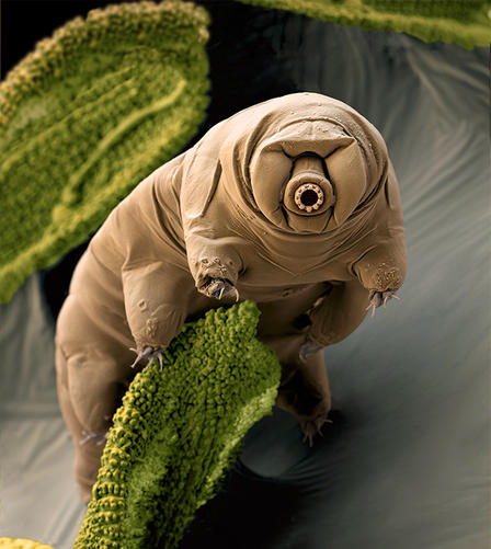 Picture of Andy straight chillin' in his next life (a Tarigrade)