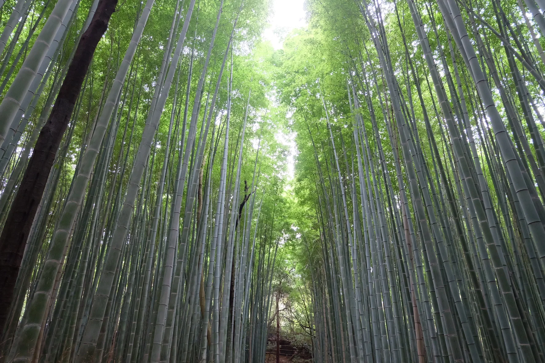 Bamboo Grove 