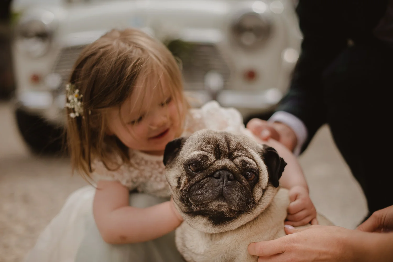 wedding pug.jpg