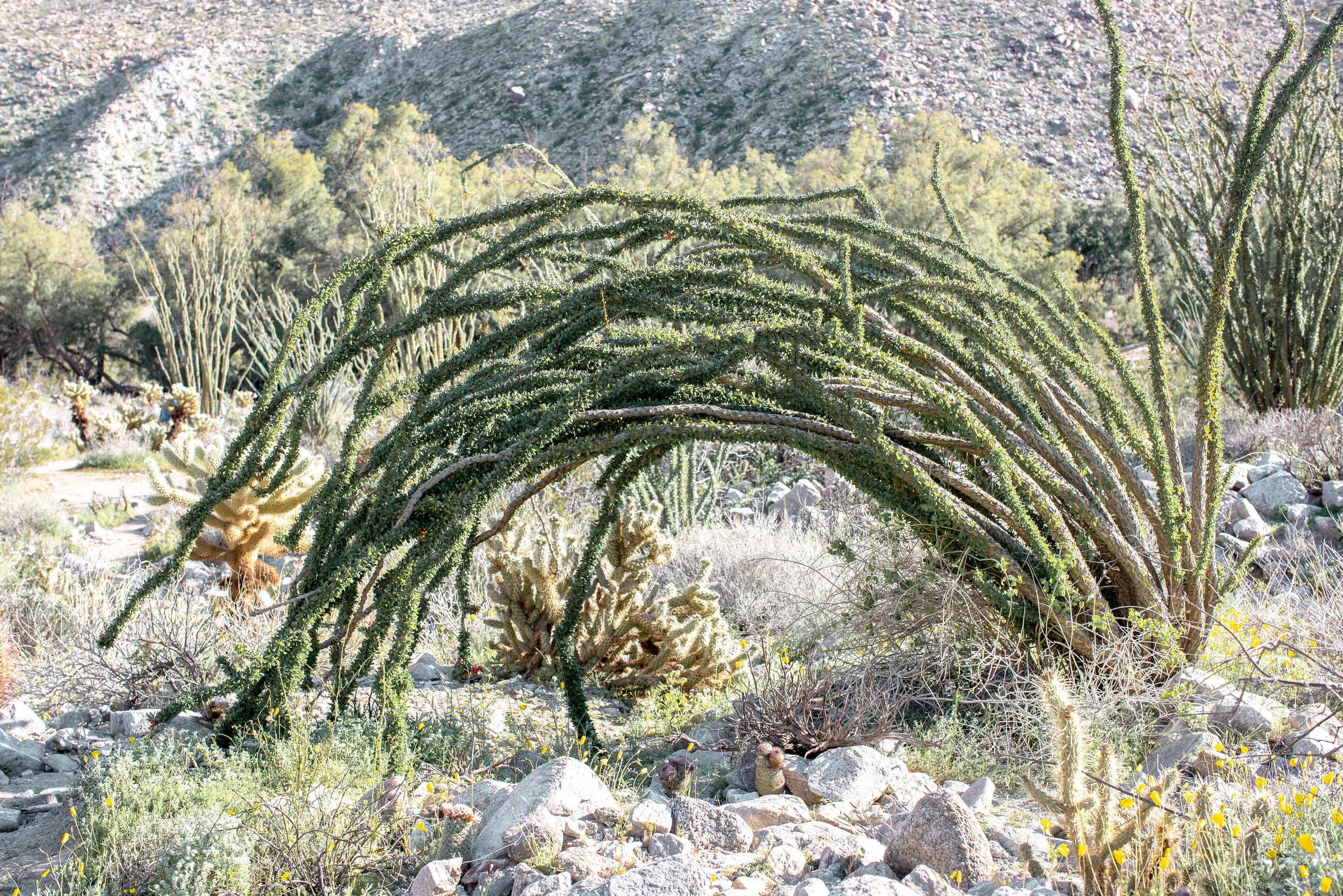 fizz-fade-super-bloom-desert-4.jpg