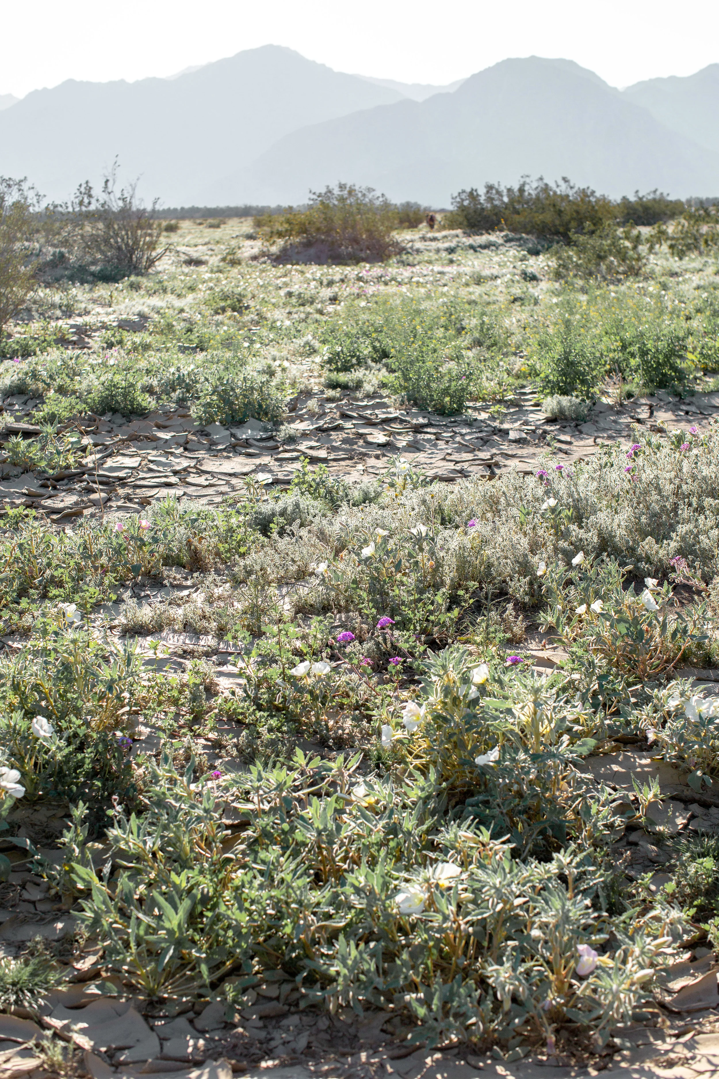 fizz-fade-super-bloom-desert-8.jpg