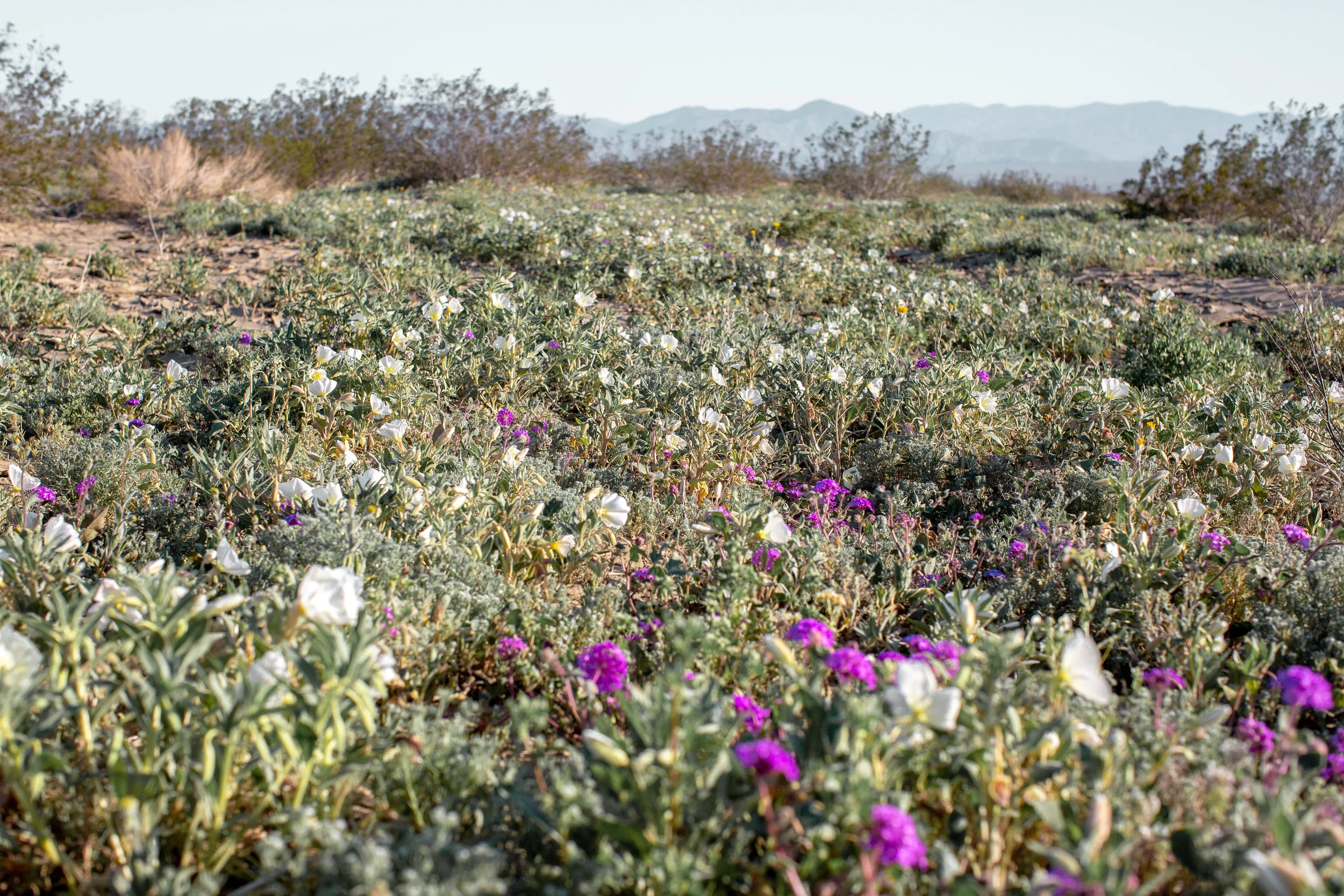 fizz-fade-super-bloom-desert-12.jpg