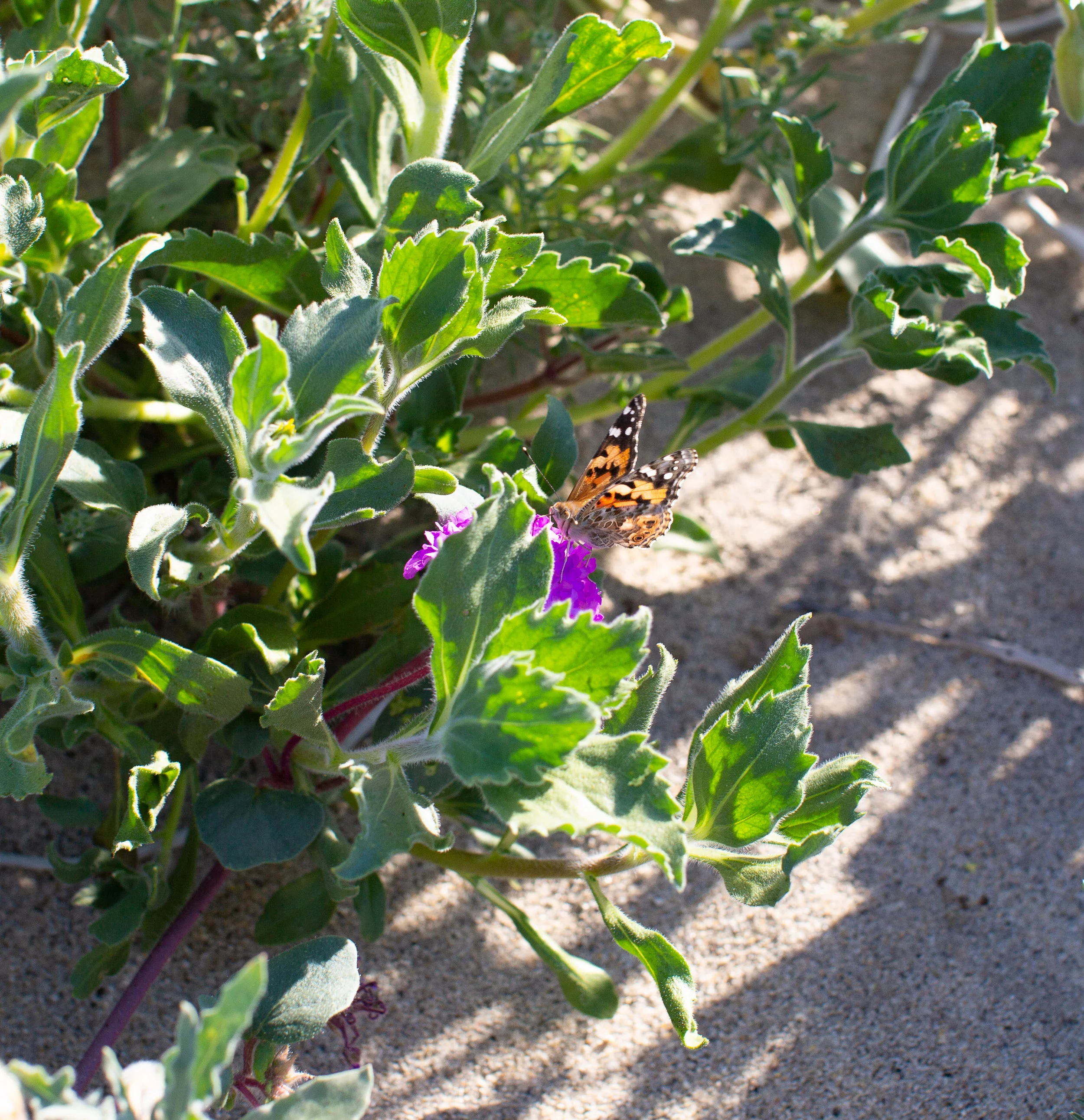fizz-fade-super-bloom-desert-17.jpg