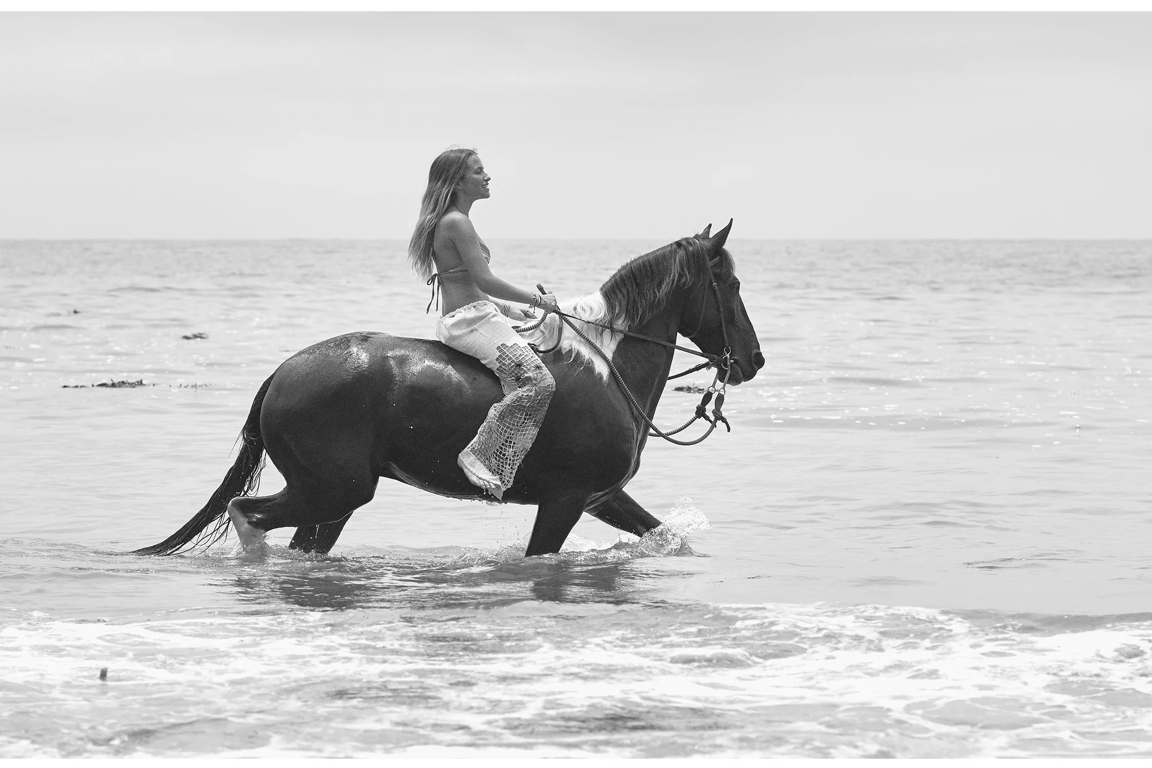 equine-3.jpg