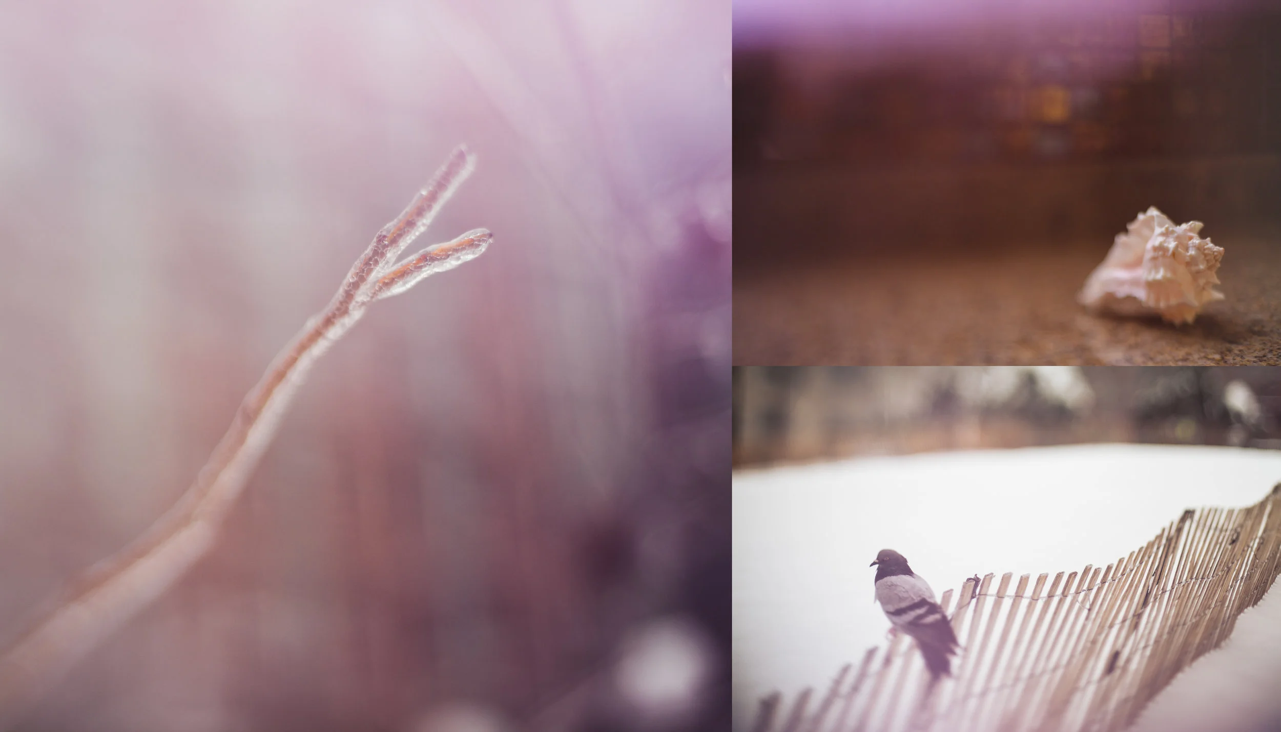 I'm really digging the lilac colored light leaks here...