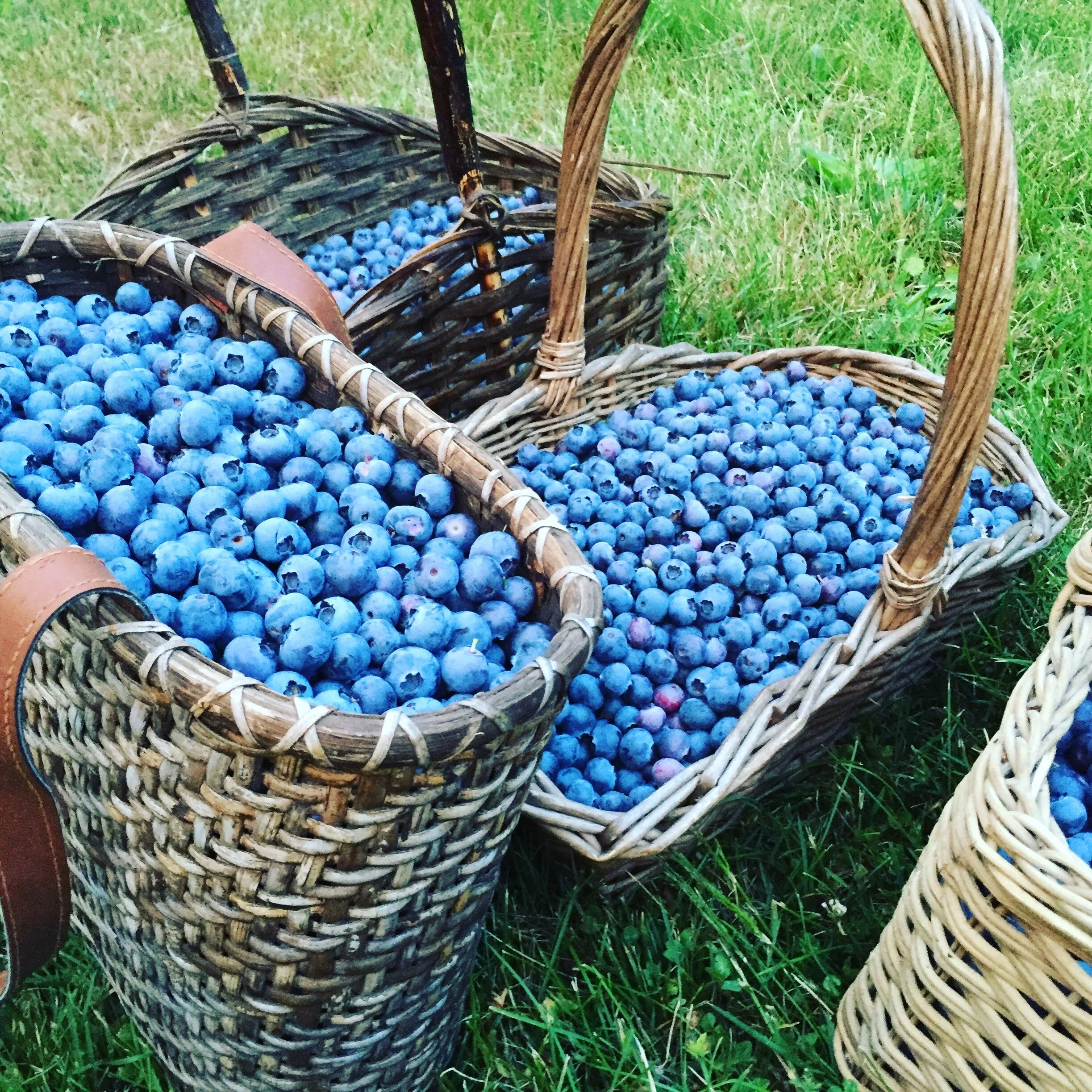 Blog — Maple Moon Farm