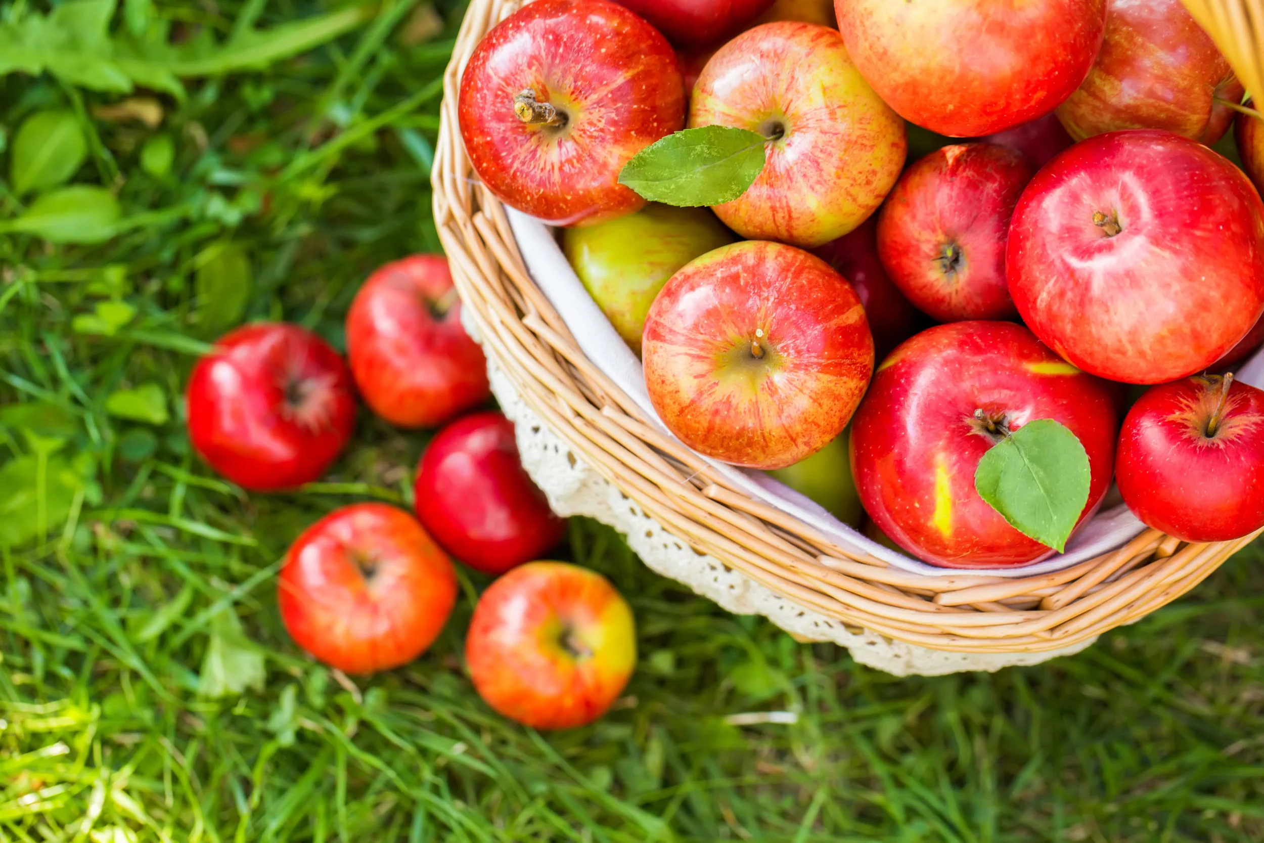 6360790599899893821223371027_Apple-Picking-CCM.jpg