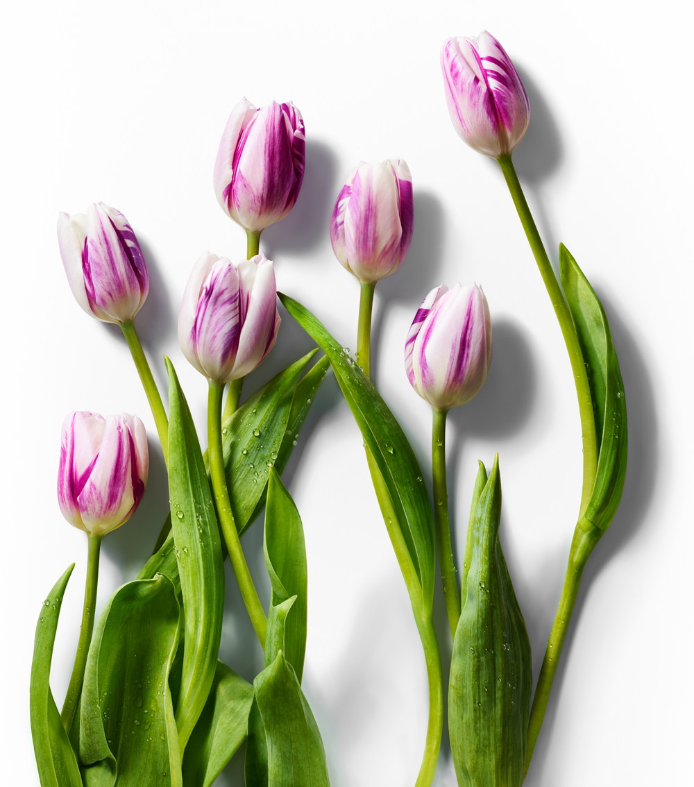 Tulips_2.jpg