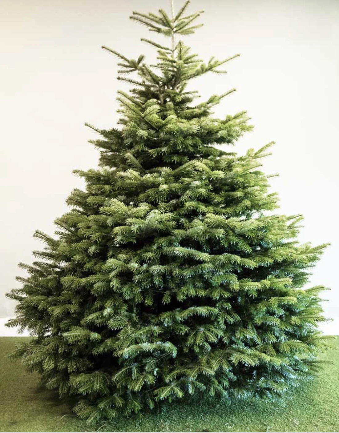 Christmas Tree disposal 