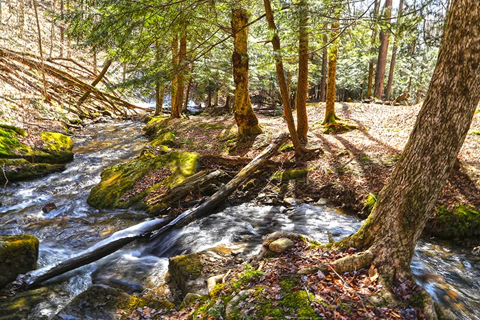 best hikes in allegheny national forest