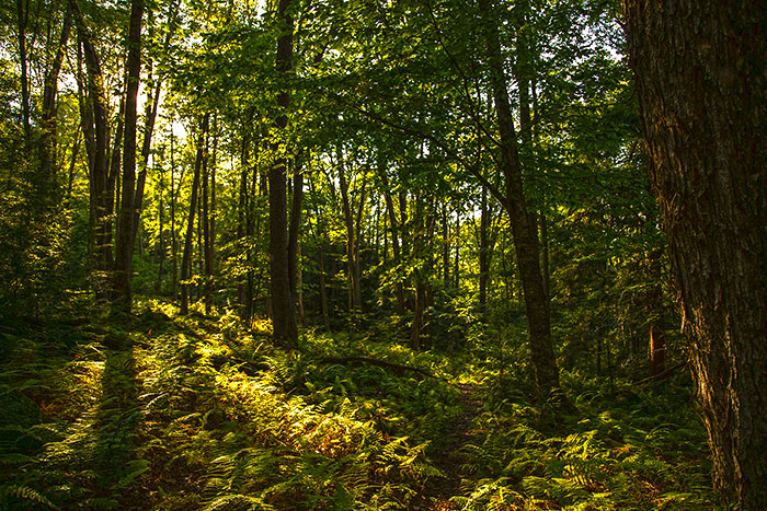 tanbark-trail-allegheny-national-forest.jpg