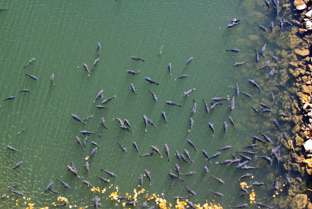 kinzua-dam-carp.jpg