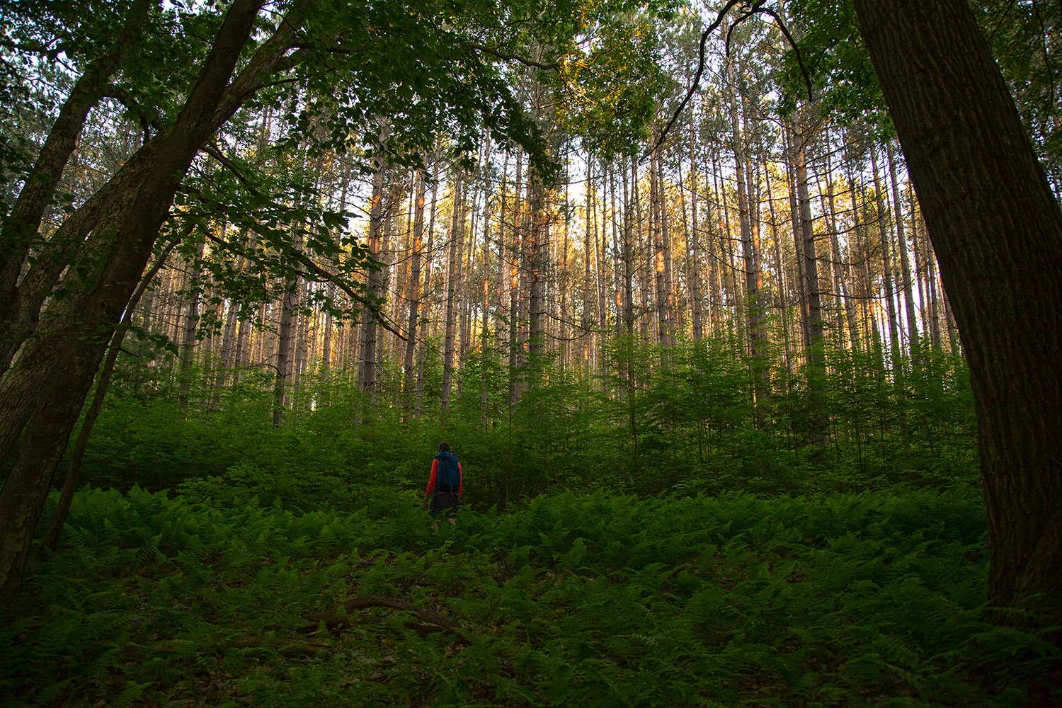 Sunset on the red pine stand along Tom's Run Loop in Heart Content Recreation Area, Allegheny National Forest.