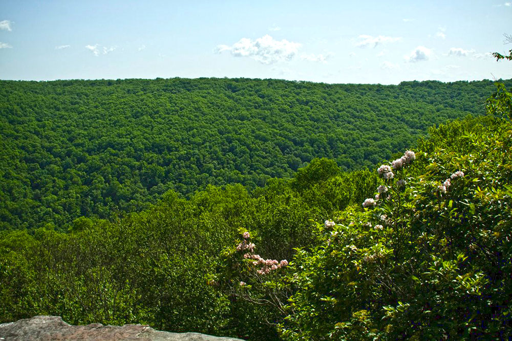Minister Creek trail overlook in the Allegheny National Forest