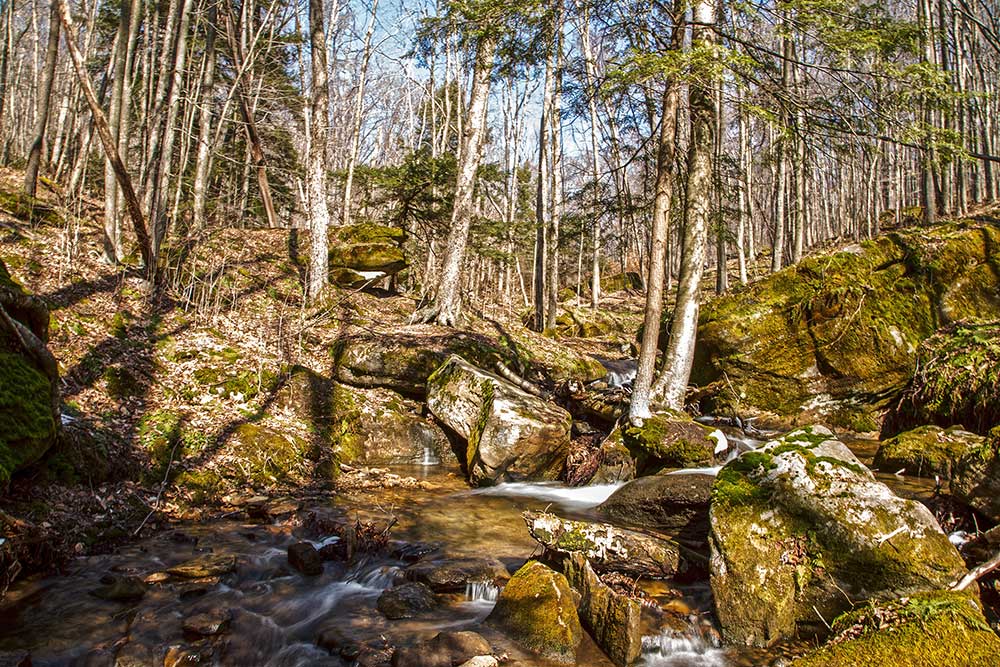 Morrison Run in the Allegheny National Forest