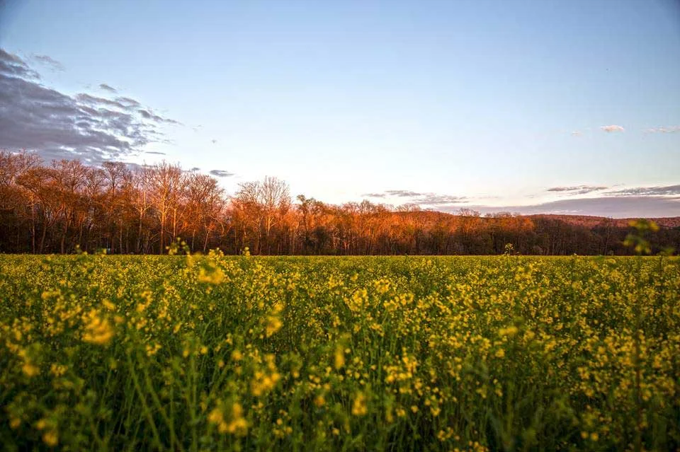 Beanfields trail near Buckaloons Recreation Area.