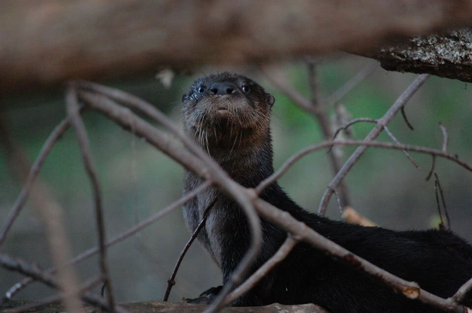 There were otter sightings along the Allegheny! (Photo credit the awesome John Foreman.)