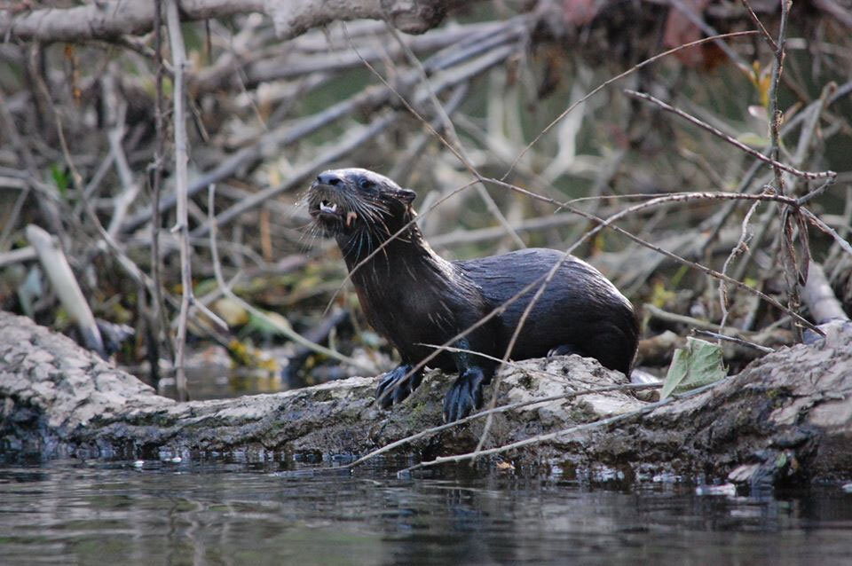 No really! Multiple otter sightings! (Photo credit to the otter man John Foreman.)